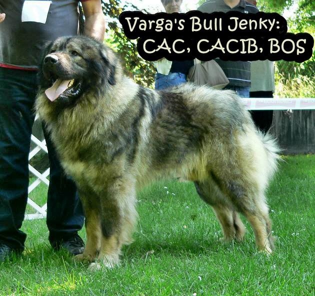CH. varga's bull Jenky