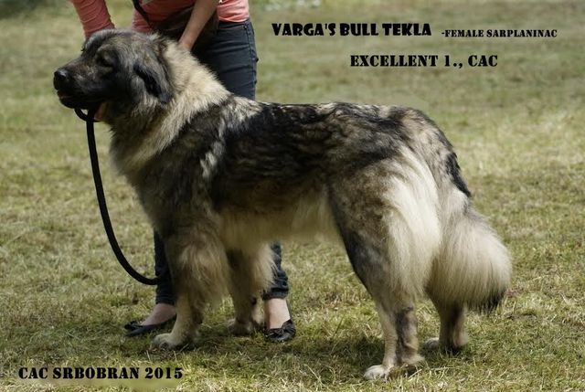 CH. varga's bull Tekla