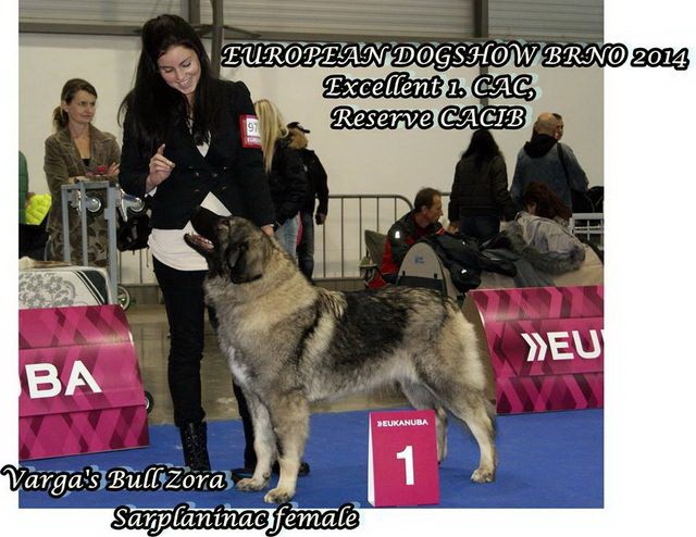 CH. varga's bull Zora