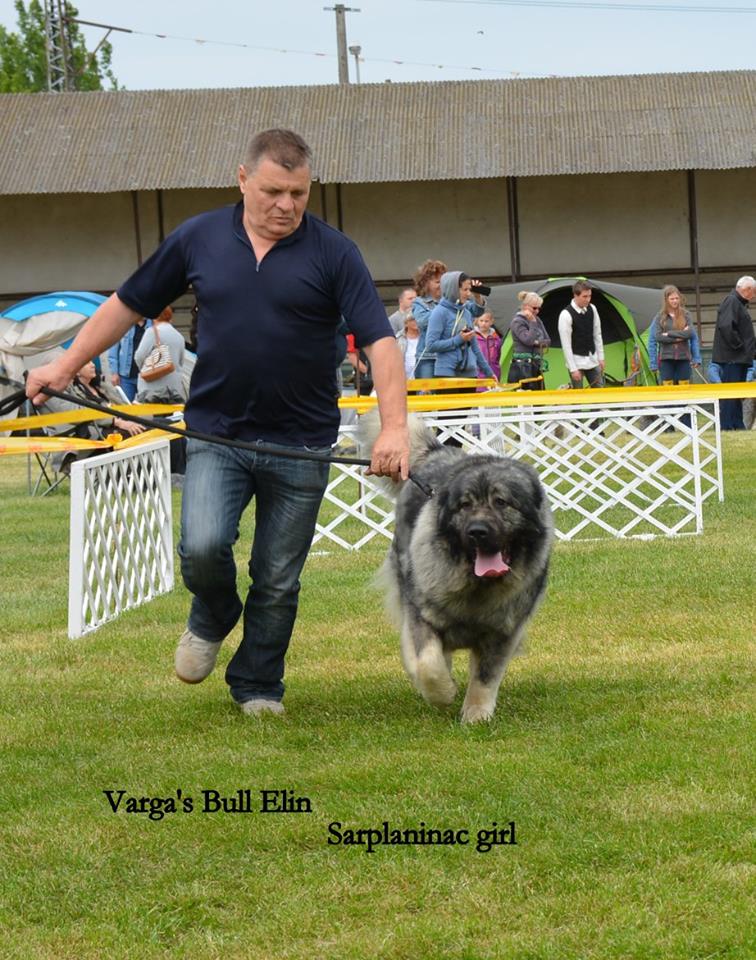 varga's bull Elin