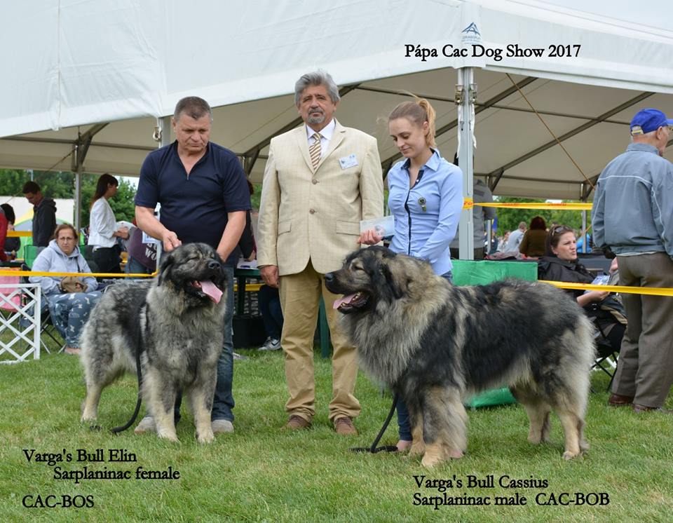 CH. varga's bull Cassius